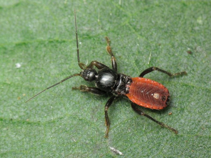 Peirates hybridus (Scopoli, 1763)